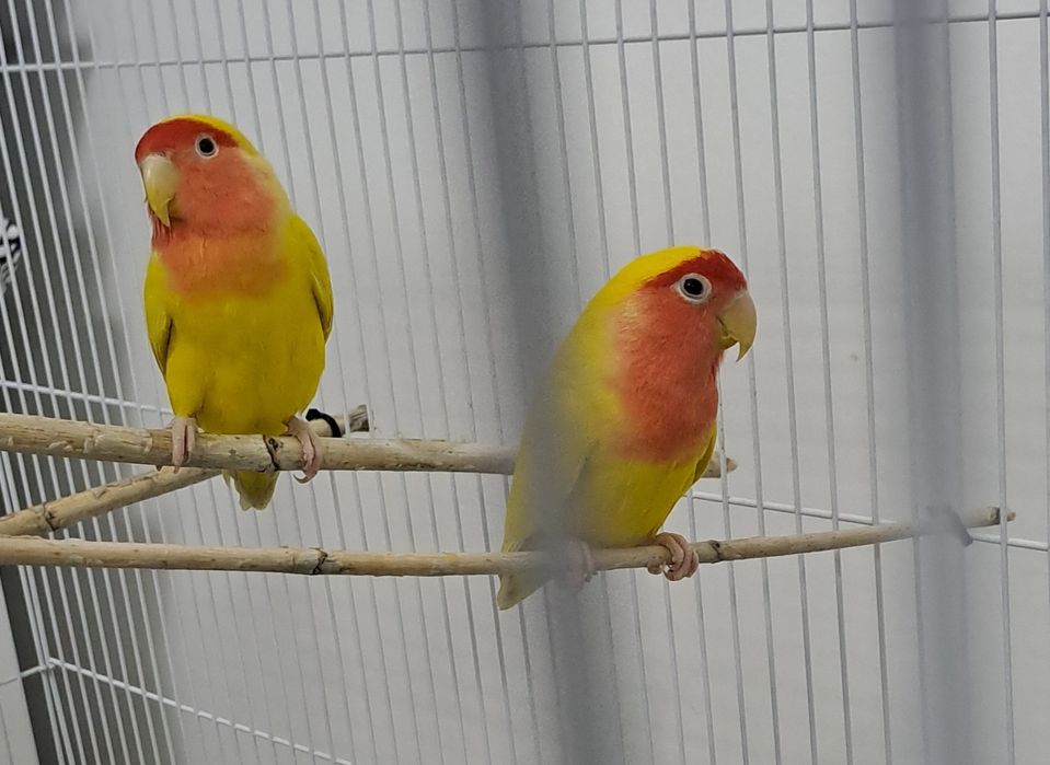 Неразлучник пара взрослый