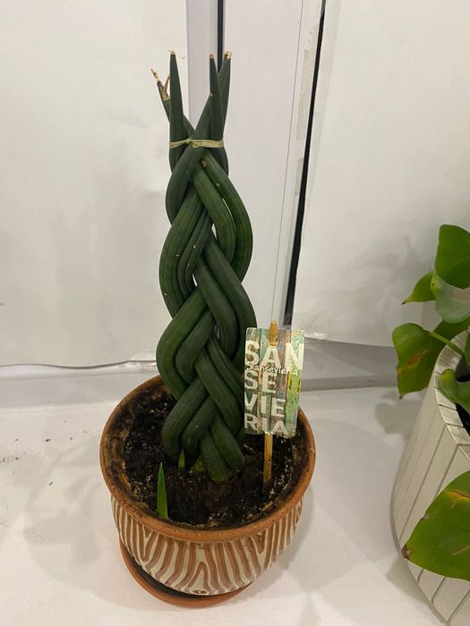 Комнатные цветы.