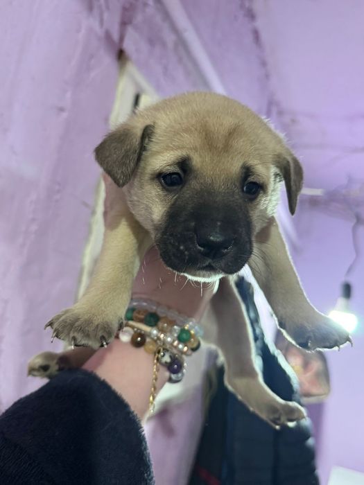 Отдам щенков в хорошие руки