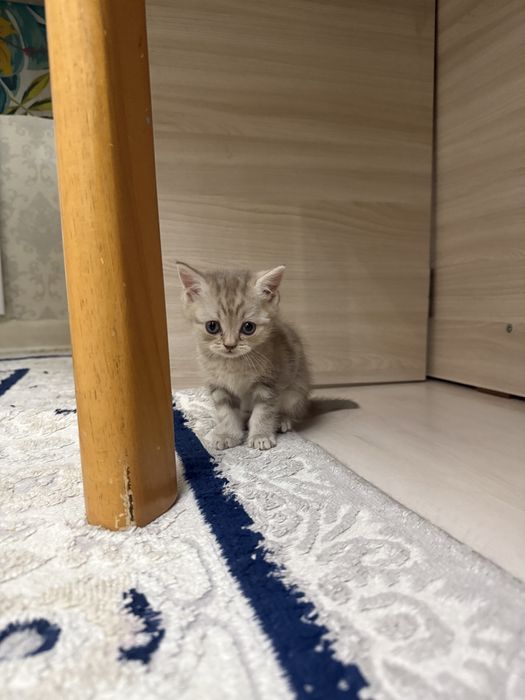 Продам шотландского котенка
