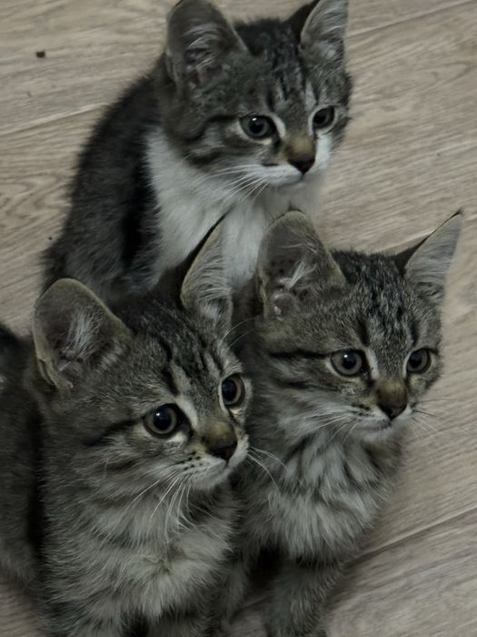 Котёнки в добрые руки