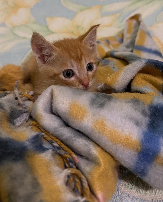Котенок в добрые руки