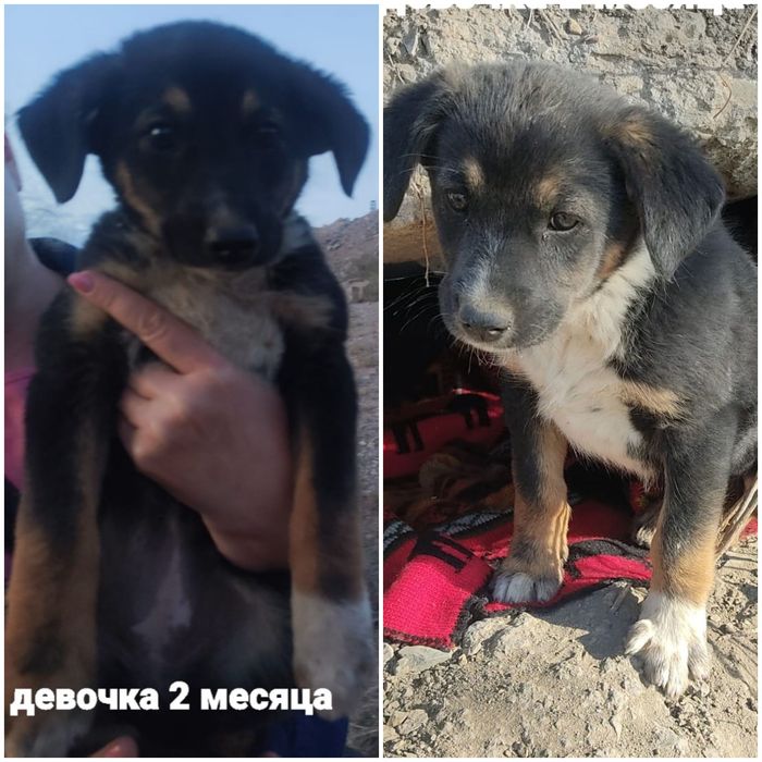 Щенкам срочнр нкжен дом.