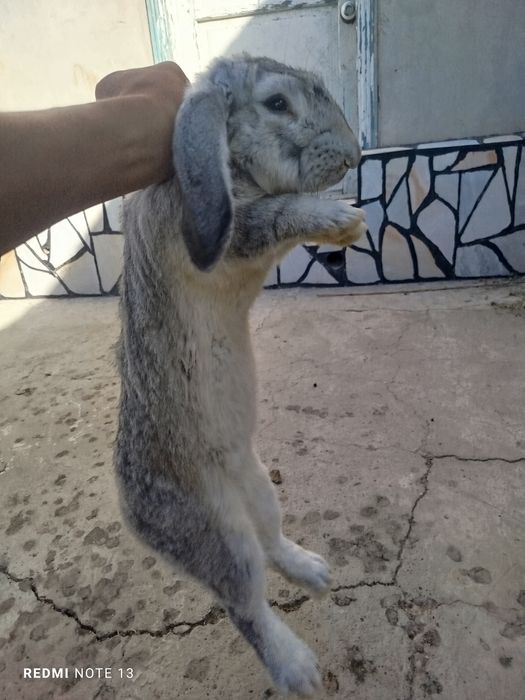 Zotdor zoʻr quyonlar