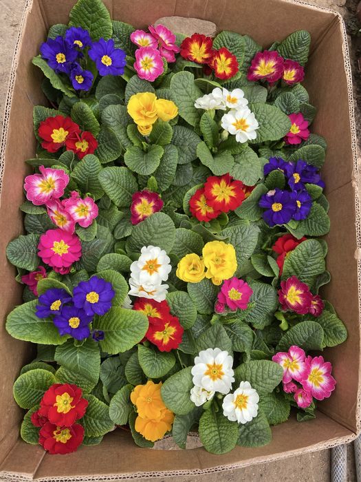 Mavsumiy gullar primula