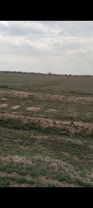 Продам землю 50 гектаров