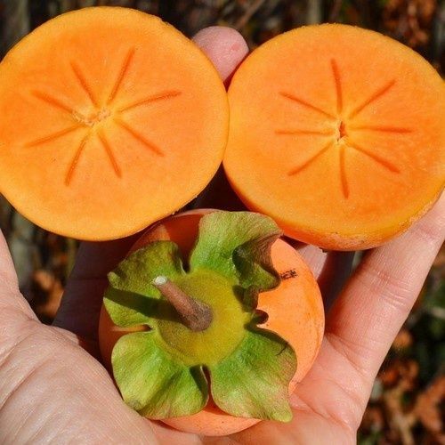 Pomi fructiferi exotici kaki Cioccolatino