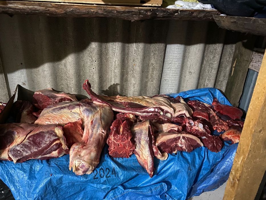 Мясо конины