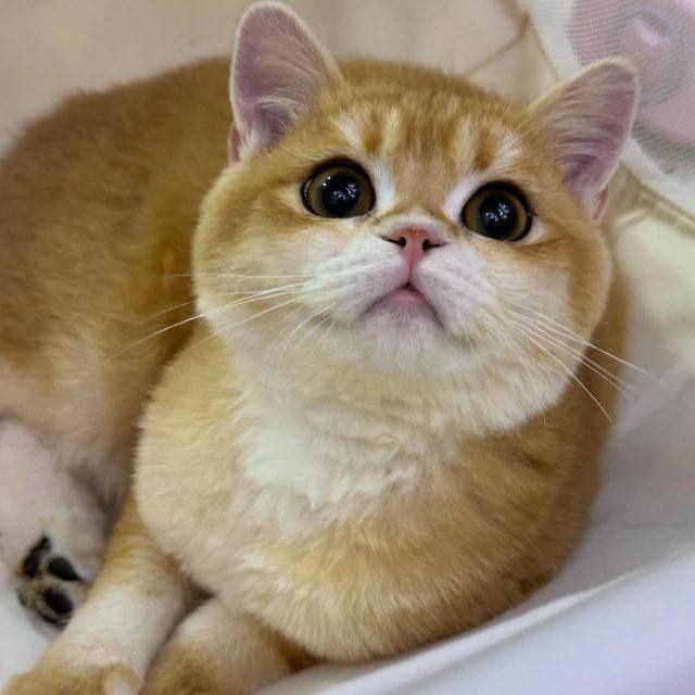 Britanski zolotiy shinshila