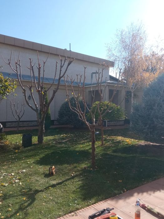 Дарахткесиш, Daraxt kesish, va malakali bog‘bon xizmati 7/24