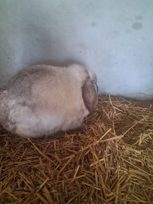 Vând o pereche berbec pitic iepuri