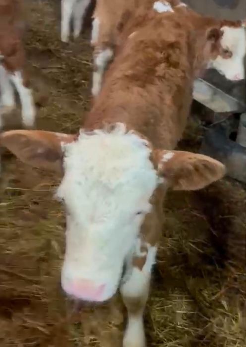 СРОЧНО!Продам сименталл телят