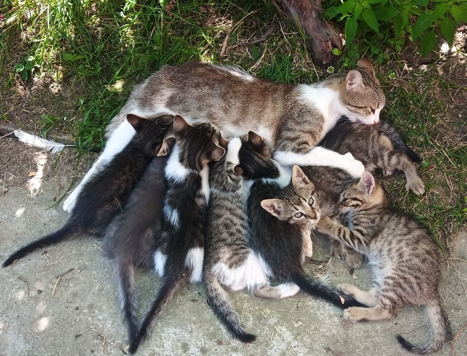 Pisici / pisoi spre adopție