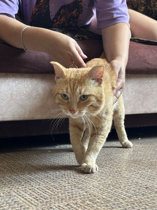 Ласковый котик ищет дом