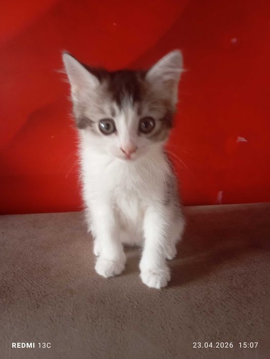 Отдам милашных котят