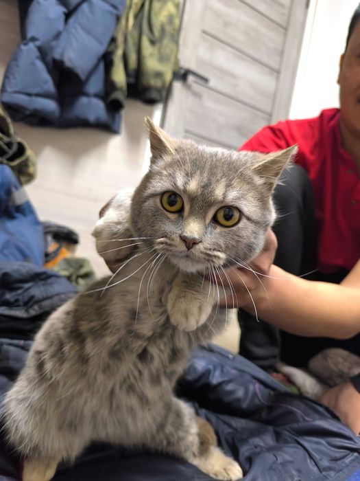 Продам кошка. Очень хорошая