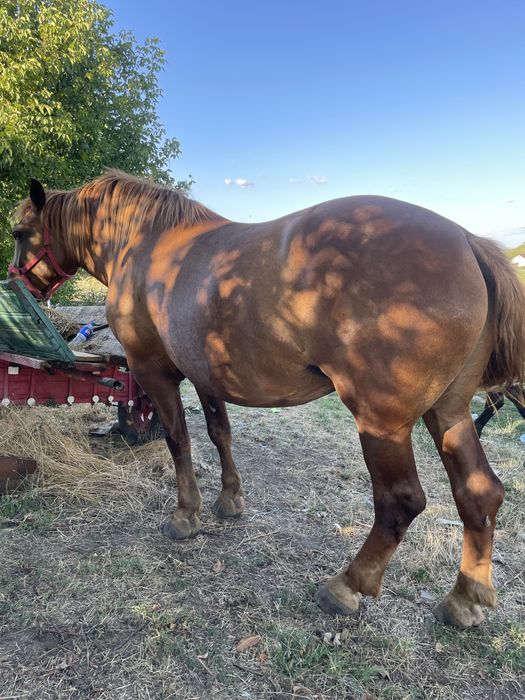 Iapa 4ani talie mare aproximativ 900-1000kg