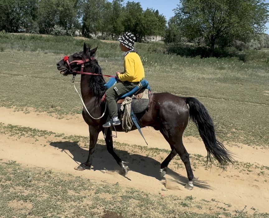 Мінгі ат жылқы сатылады.