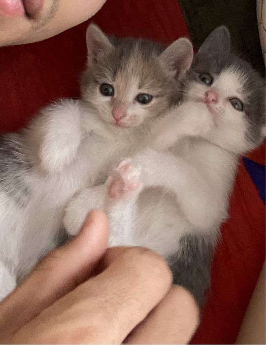 котенка мальчик и девочка