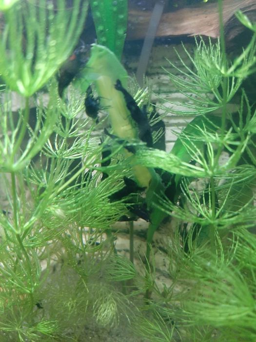 Creveti Blue Diamond, Red Sakura,transparenti,rcs,ancistrusi,m