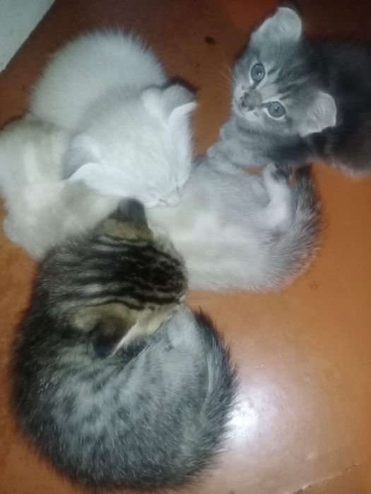 Котята породистые продам.