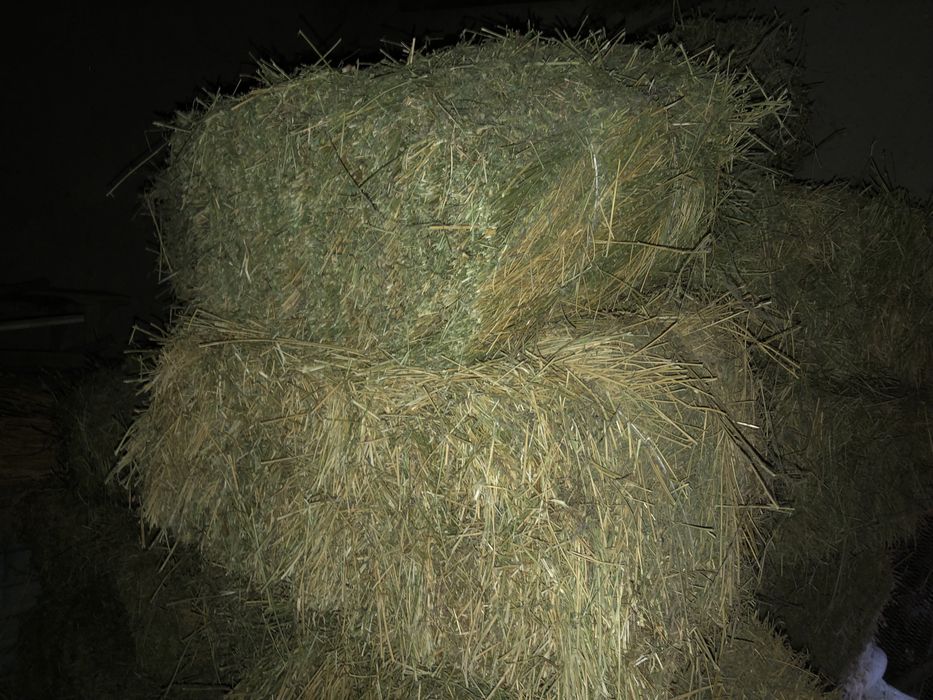 Beda preslar. Ikkinchi õrimdan. Jami 50 ta