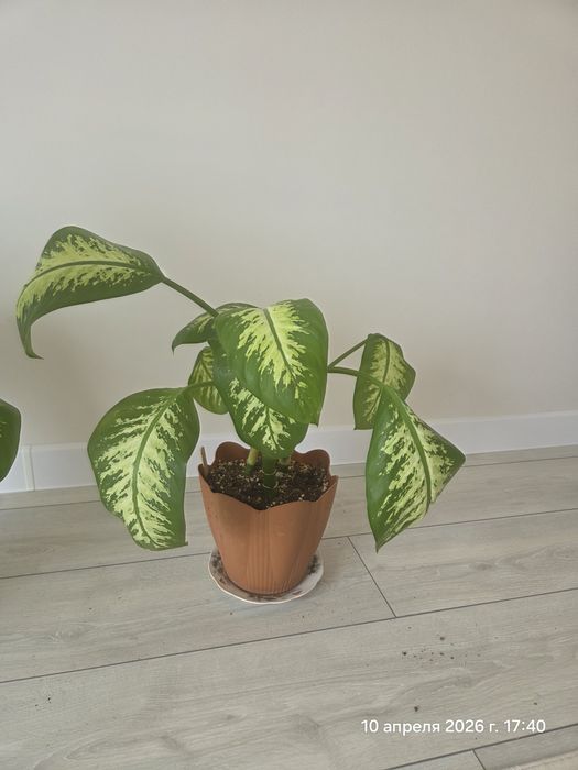 Комнатные растения