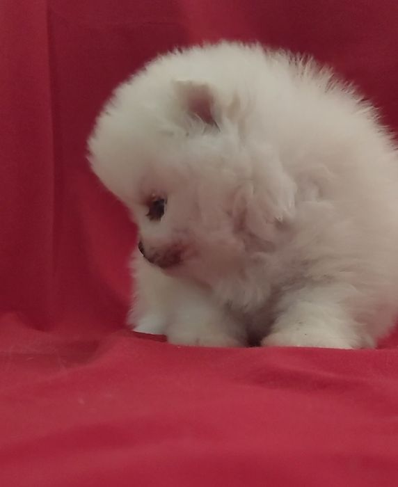 Шпицы разных окрасов