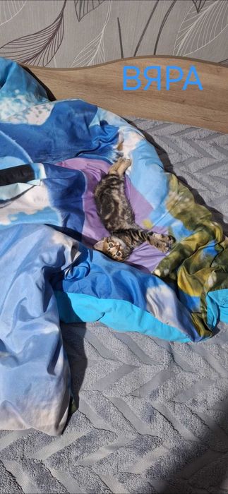 Подаряват се котенца