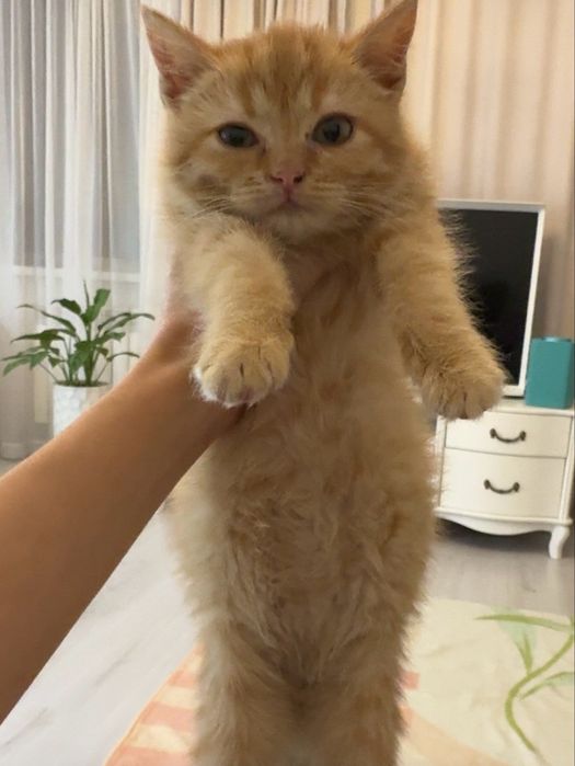 Котенок рыжая девочка