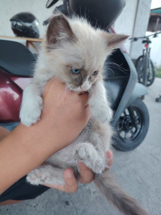 Отдам котëнка бесплатно
