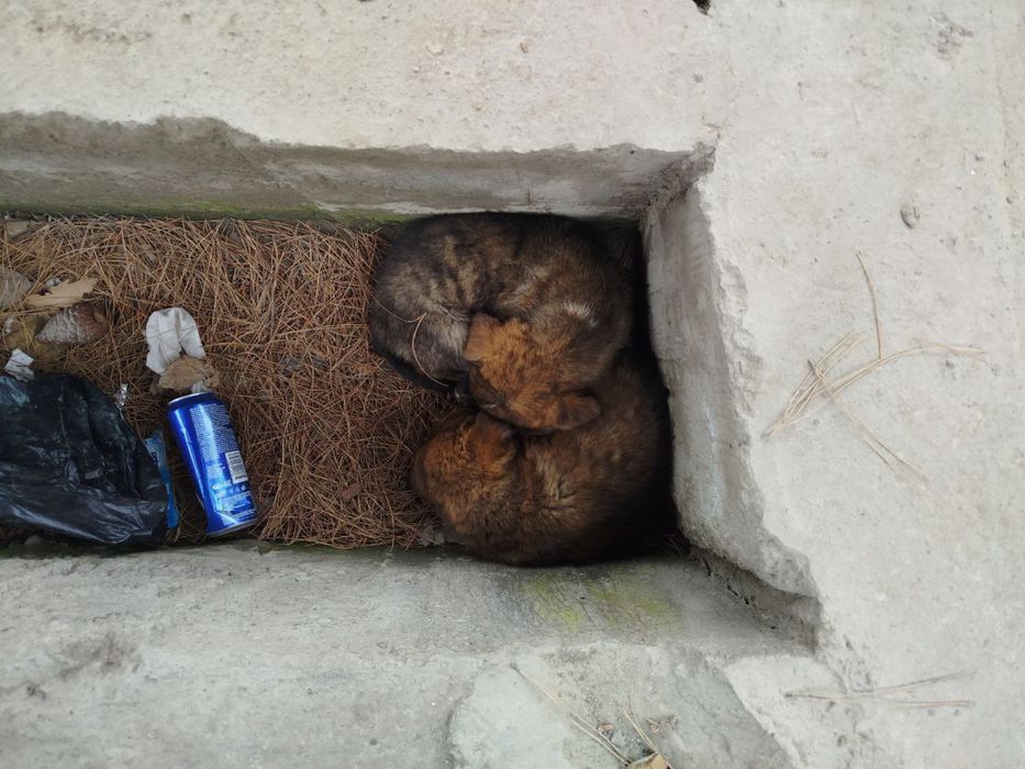 Двое щенят, в добрые руки