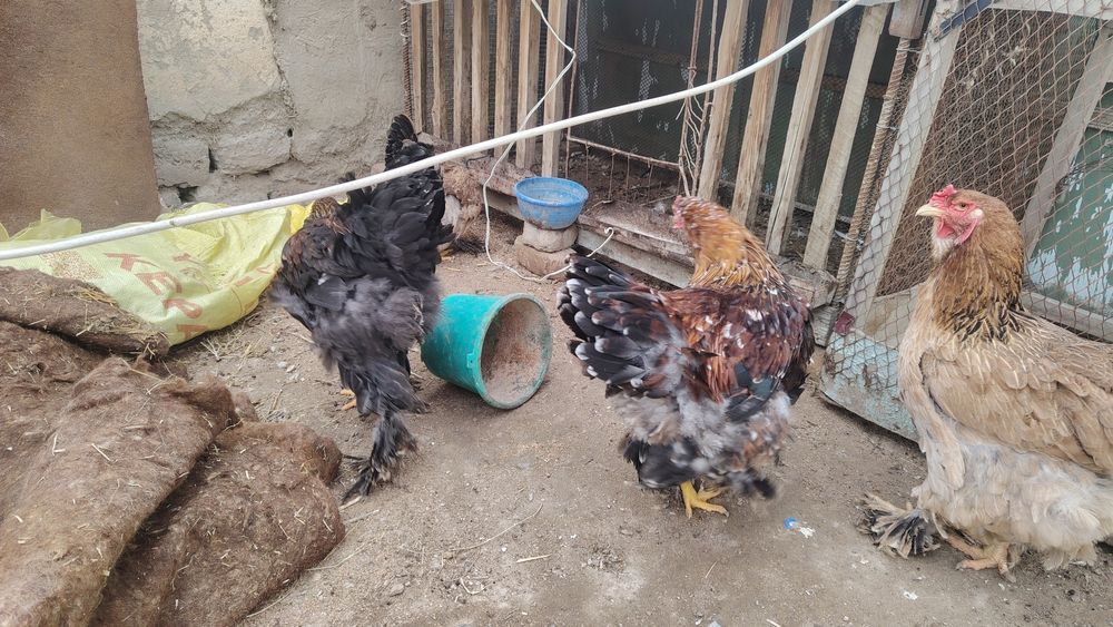 Brama xo'roz sotiladi