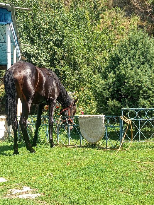Продам хорошую кабылку