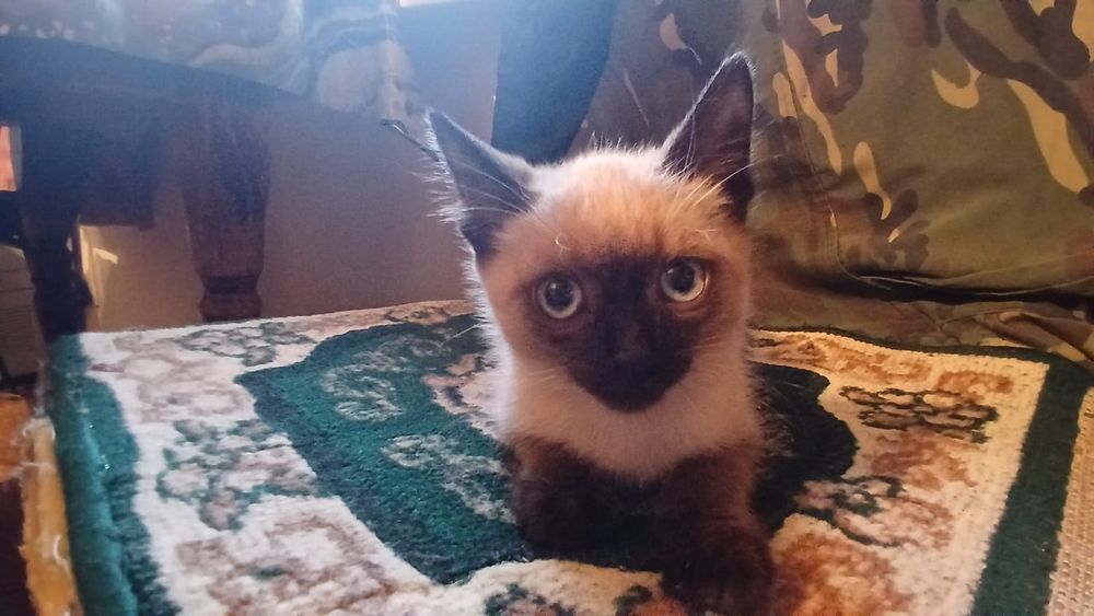 Отдам котят бесплатно