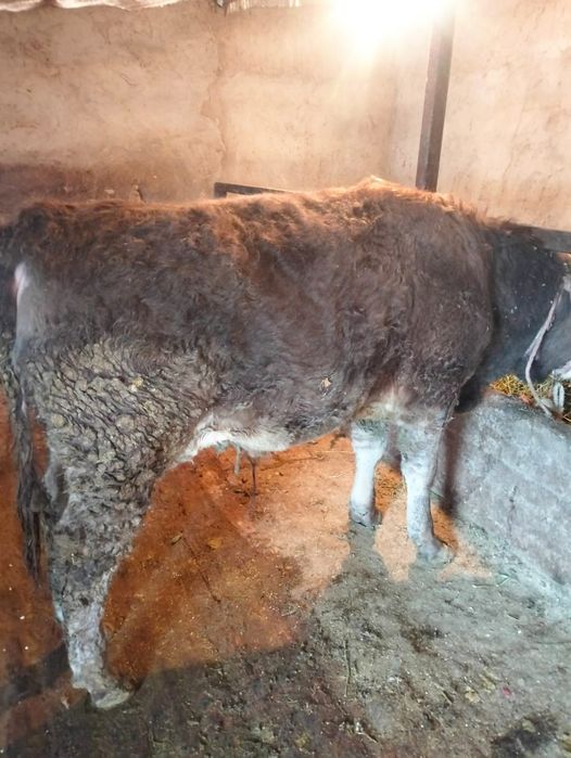 Семіз бұқалар сатылады