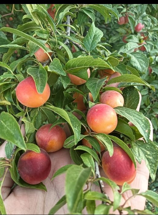 Продам домашнюю алчу