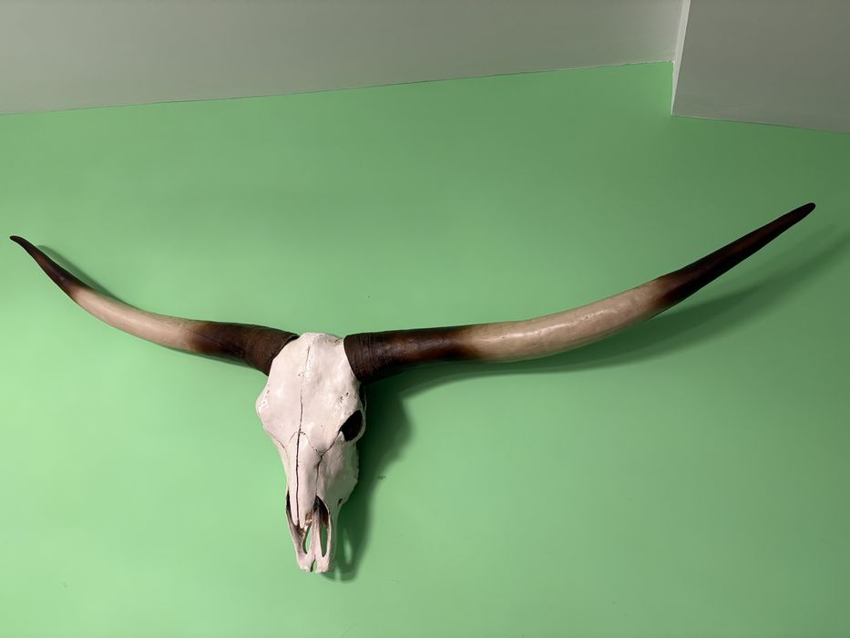 Vand trofeu coarne nigeria autentic nou 1200 lei