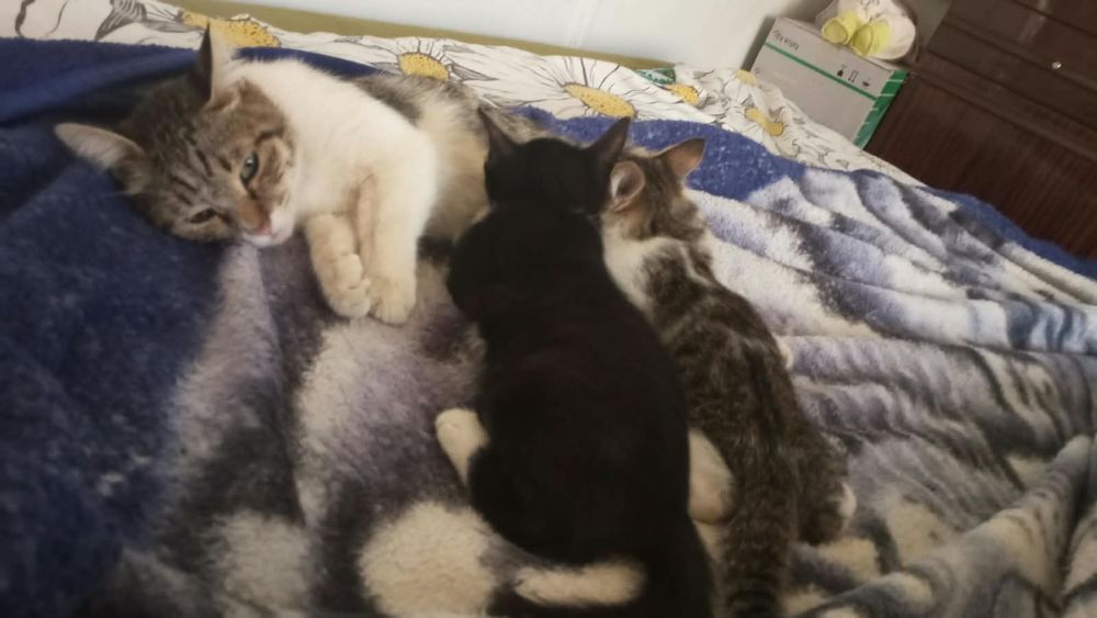 Отдам котят бесплатно