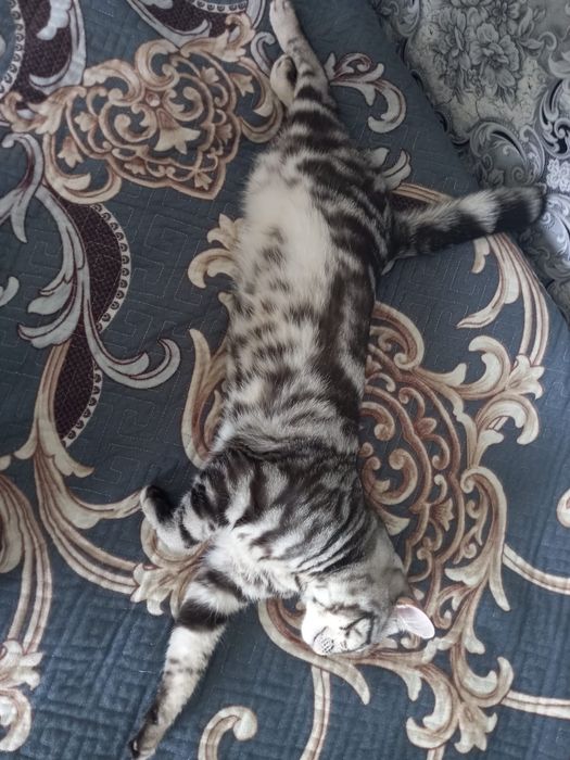 Отдам кота в добрые руки