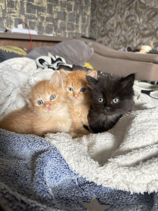 отдам котят в хорошие руки