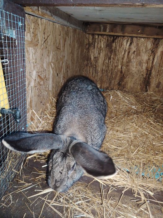 Vând iepuri diferite rase