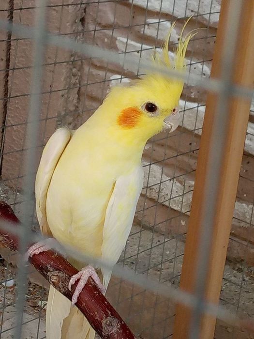 Toʻtiqushlar sotiladi - Karella