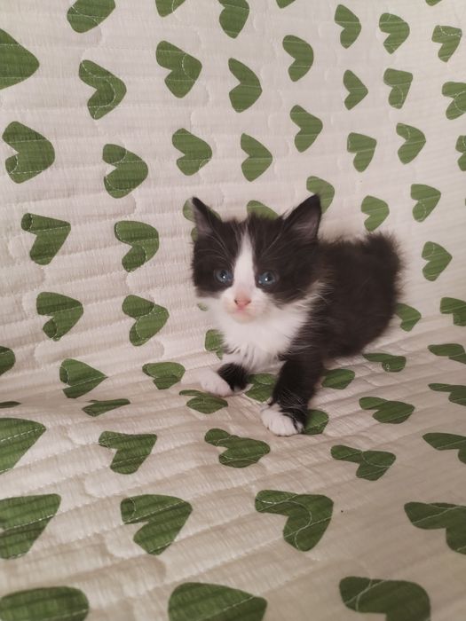 Отдам Котят В Хорошие Руки