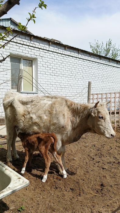 Бұзаулы сиыр сатылады.