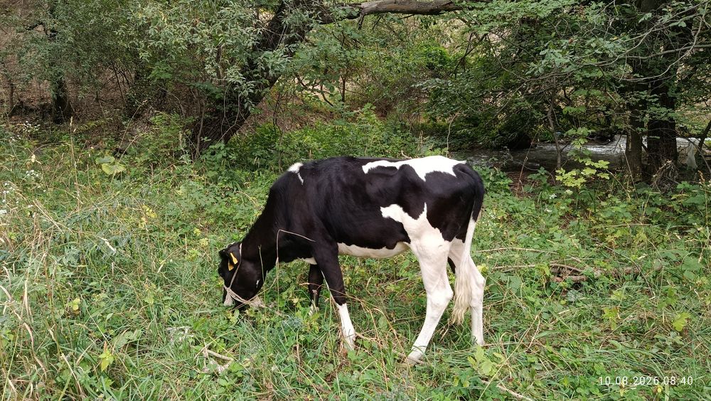 Срочно продаются теленки