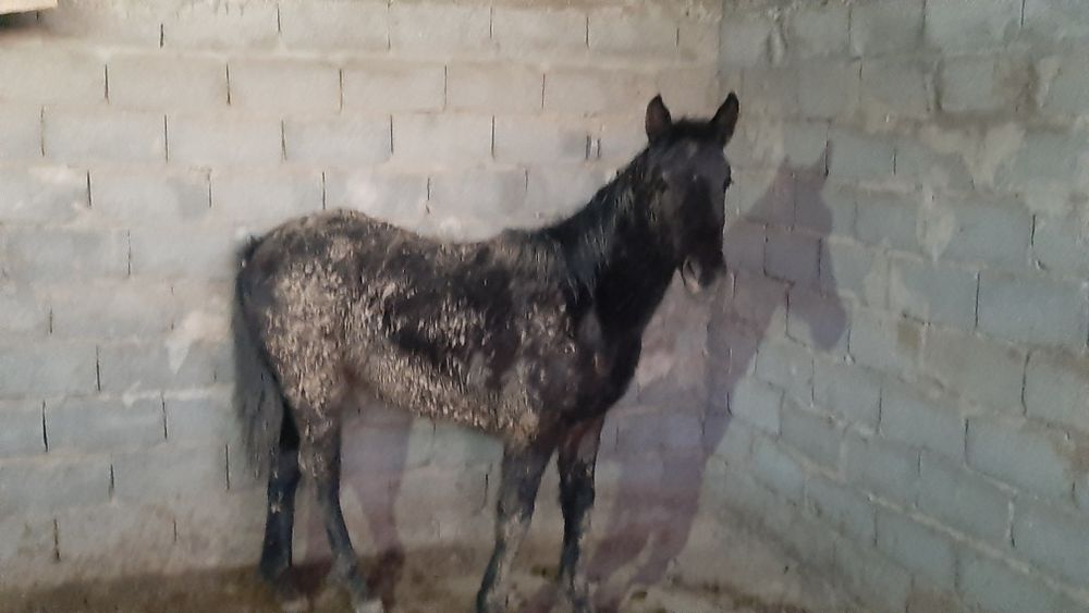 Тай сатылады, ургашы