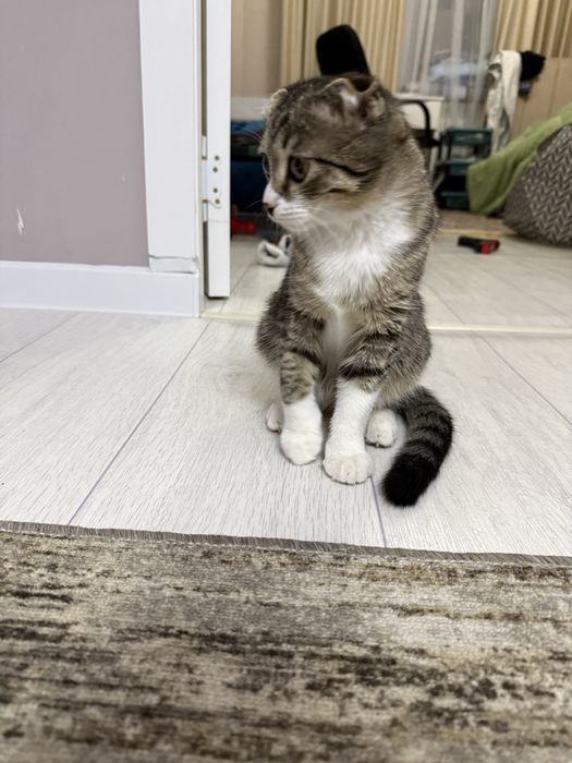 Кошка вислоухая