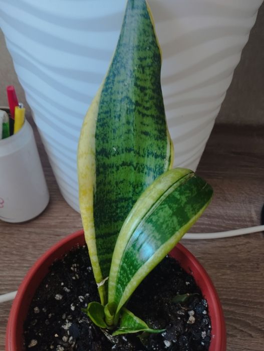 Комнатные растения, район Евразии