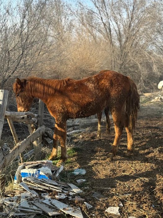 Тай ұрғашы тай 2